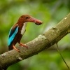 Lednacek hnedohlavy - Halcyon smyrnensis - White-throated Kingfisher 9224